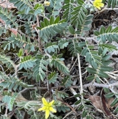 Tribulus terrestris (Caltrop, Cat-head) at Higgins, ACT - 9 Feb 2023 by Untidy