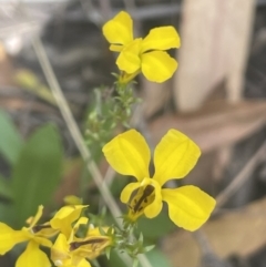 Goodenia bellidifolia (Daisy-leaf Goodenia) at Lower Boro, NSW - 2 Feb 2023 by JaneR