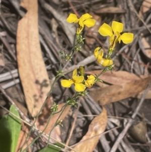 Goodenia bellidifolia at Lower Boro, NSW - 2 Feb 2023