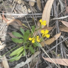 Goodenia bellidifolia at Lower Boro, NSW - 2 Feb 2023 02:50 PM