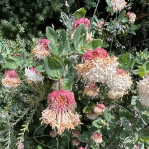 Pimelea ligustrina subsp. ciliata at Cotter River, ACT - 25 Jan 2023