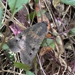 Agrotis infusa at Ainslie, ACT - 2 Feb 2023