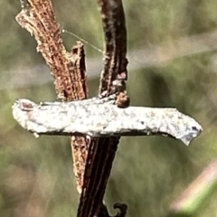 Epermenia exilis (Shark Moth (family Epermeniidae)) at Namadgi National Park - 5 Feb 2023 by Pirom