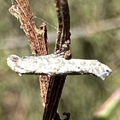 Epermenia exilis (Shark Moth (family Epermeniidae)) at Rendezvous Creek, ACT - 5 Feb 2023 by Pirom