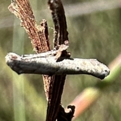 Epermenia exilis at Rendezvous Creek, ACT - 6 Feb 2023