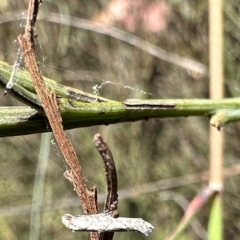 Epermenia exilis at Rendezvous Creek, ACT - 6 Feb 2023