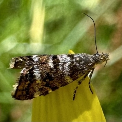 Asterivora lampadias (A Metalmark moth) at Namadgi National Park - 25 Jan 2023 by Pirom