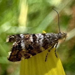 Asterivora lampadias (A Metalmark moth) at Cotter River, ACT - 25 Jan 2023 by Pirom