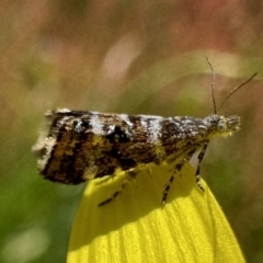 Asterivora lampadias at Cotter River, ACT - 25 Jan 2023