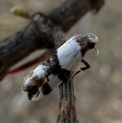 Zonopetala decisana (Wingia Group) at Ainslie, ACT - 3 Feb 2023 by Pirom