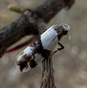 Zonopetala decisana at Ainslie, ACT - 3 Feb 2023