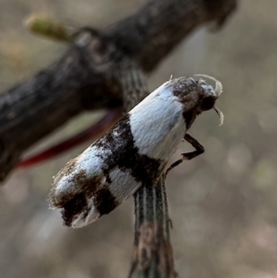 Zonopetala decisana (Wingia Group) at Ainslie, ACT - 3 Feb 2023 by Pirom