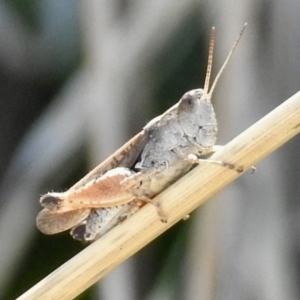 Phaulacridium vittatum at Lake George, NSW - 31 Jan 2023 03:06 PM