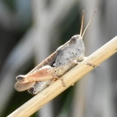 Phaulacridium vittatum (Wingless Grasshopper) at Lake George, NSW - 31 Jan 2023 by GlossyGal