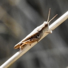 Phaulacridium vittatum at Lake George, NSW - 31 Jan 2023