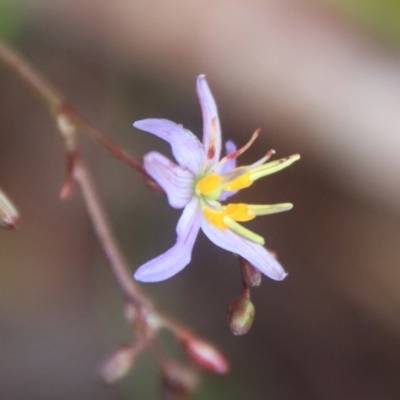 Dianella sp. aff. longifolia (Benambra) (Pale Flax Lily, Blue Flax Lily) at Mongarlowe, NSW - 9 Feb 2023 by LisaH