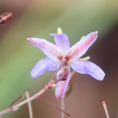 Dianella sp. aff. longifolia (Benambra) at Mongarlowe, NSW - 9 Feb 2023