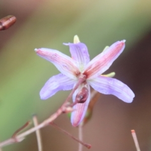 Dianella sp. aff. longifolia (Benambra) at Mongarlowe, NSW - suppressed