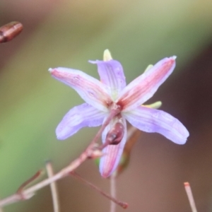 Dianella sp. aff. longifolia (Benambra) at suppressed - 9 Feb 2023