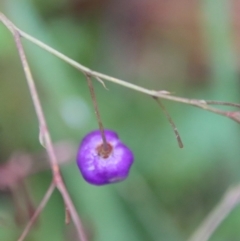 Dianella sp. aff. longifolia (Benambra) at suppressed - 9 Feb 2023