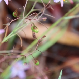 Dianella sp. aff. longifolia (Benambra) at Mongarlowe, NSW - suppressed