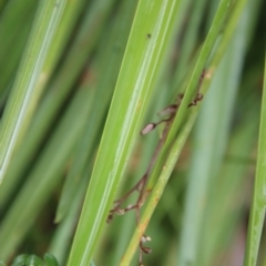 Dianella sp. aff. longifolia (Benambra) at Mongarlowe, NSW - suppressed