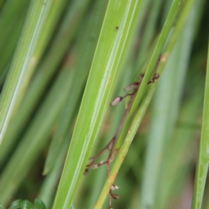 Dianella sp. aff. longifolia (Benambra) at Mongarlowe, NSW - suppressed