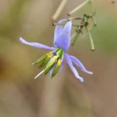 Dianella revoluta var. revoluta (Black-Anther Flax Lily) at Mongarlowe, NSW - 9 Feb 2023 by LisaH