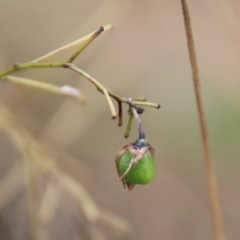 Dianella revoluta var. revoluta at Mongarlowe, NSW - suppressed