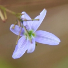 Dianella revoluta var. revoluta at Mongarlowe, NSW - suppressed