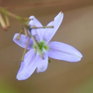 Dianella revoluta var. revoluta at Mongarlowe, NSW - suppressed