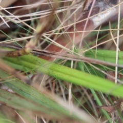 Dianella revoluta var. revoluta at Mongarlowe, NSW - suppressed