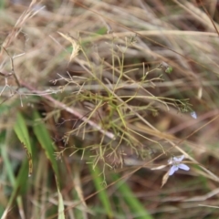 Dianella revoluta var. revoluta at Mongarlowe, NSW - 9 Feb 2023