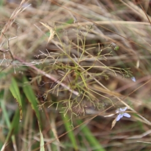 Dianella revoluta var. revoluta at Mongarlowe, NSW - suppressed