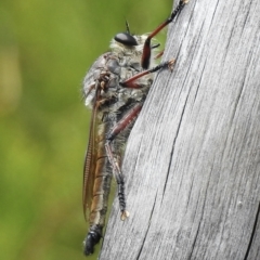 Unidentified Robber fly (Asilidae) at Mallacoota, VIC - 4 Feb 2023 by GlossyGal