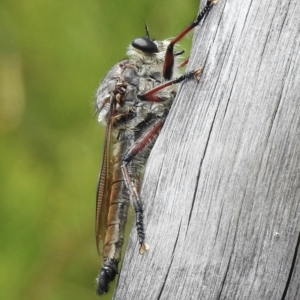 Chrysopogon muelleri (TBC) at suppressed by GlossyGal