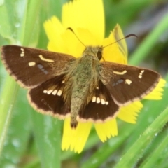 Dispar compacta (Barred Skipper) at QPRC LGA - 9 Feb 2023 by LisaH