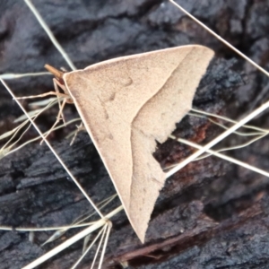 Epidesmia chilonaria at Mongarlowe, NSW - 9 Feb 2023