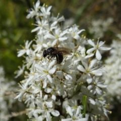 Lasioglossum (Chilalictus) sp. (genus & subgenus) (Halictid bee) at Holder Wetlands - 5 Feb 2023 by Miranda