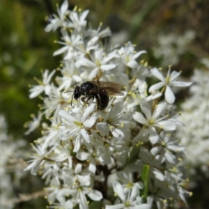 Lasioglossum (Chilalictus) sp. (genus & subgenus) (Halictid bee) at Coombs, ACT by Miranda