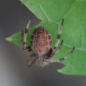 Araneus hamiltoni at Mongarlowe, NSW - 9 Feb 2023