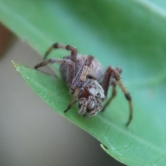 Araneus hamiltoni at Mongarlowe, NSW - suppressed