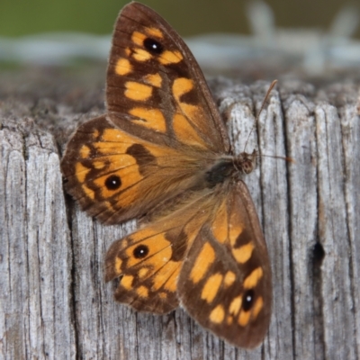 Geitoneura klugii (Marbled Xenica) at QPRC LGA - 9 Feb 2023 by LisaH