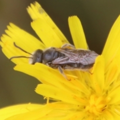 Lasioglossum (Chilalictus) lanarium (Halictid bee) at QPRC LGA - 9 Feb 2023 by LisaH