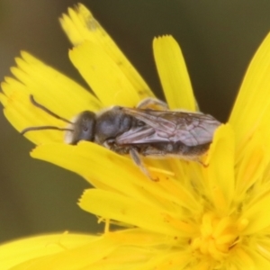 Lasioglossum (Chilalictus) lanarium at Mongarlowe, NSW - suppressed