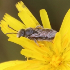 Lasioglossum (Chilalictus) lanarium at suppressed - 9 Feb 2023