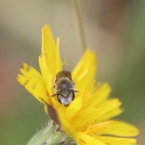 Lasioglossum (Chilalictus) lanarium at Mongarlowe, NSW - 9 Feb 2023