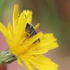 Lasioglossum (Chilalictus) lanarium at Mongarlowe, NSW - suppressed