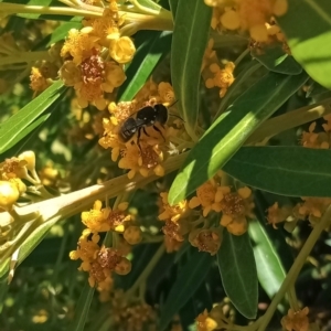 Megachile (Hackeriapis) oblonga (A Megachild bee) at Holder, ACT by Miranda
