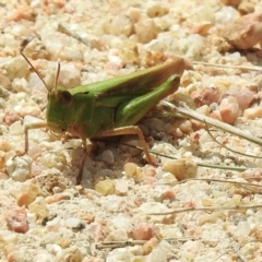 Caledia captiva (grasshopper) at Mallacoota, VIC - 5 Feb 2023 by GlossyGal